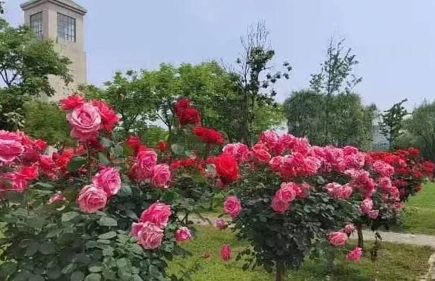 奉正塬公墓清明節提供哪些文明祭掃方式?