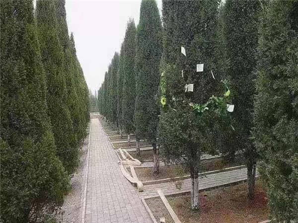 西安閻良漢皇樹葬墓園是什么樣的墓園,有哪些特色?