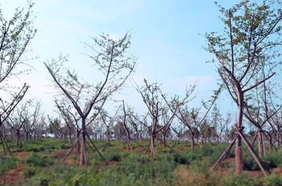 西安壽陽山墓園的具體位置在哪里?其建立背景如何?