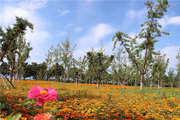 西安墓園選址最新消息公布：如何根據最新政策選擇墓地？