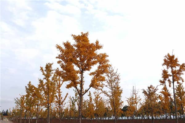 西安墓園選址哪里好呢最新？解析最新墓園位置選擇