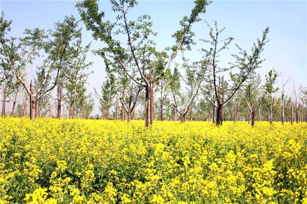 西安喪葬習(xí)俗中,有哪些環(huán)節(jié)體現(xiàn)了對(duì)逝者的尊重和緬懷?