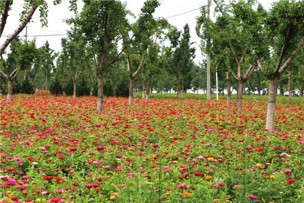 西安墓地銷售員,合法公墓